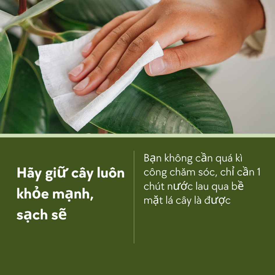 Lâu lâu hãy dùng giấy thấm nước hay khăn lau sơ qua bề mặt lá cây nhé